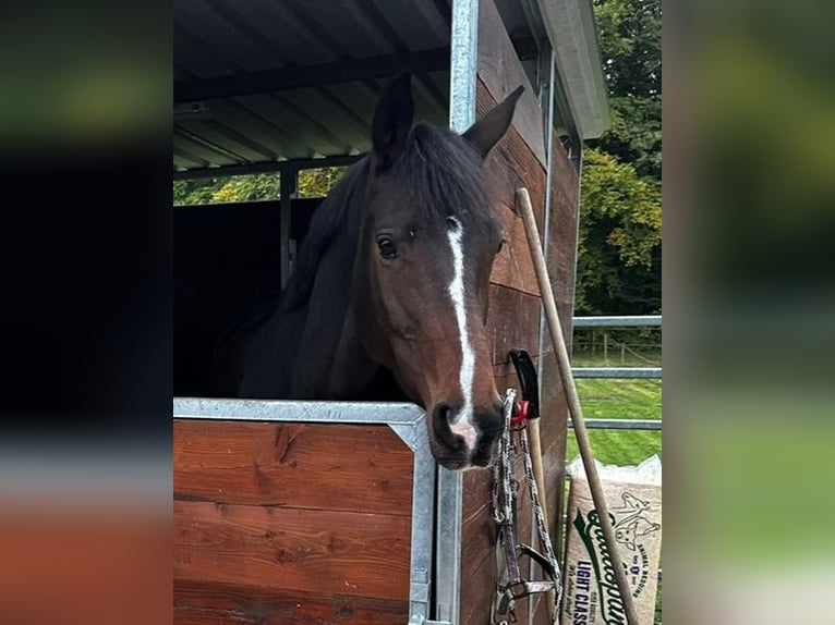 Trakehner Merrie 7 Jaar 166 cm Bruin in Neukirch an der Thur