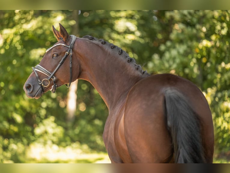 Trakehner Merrie 7 Jaar 167 cm Donkerbruin in Wehringen