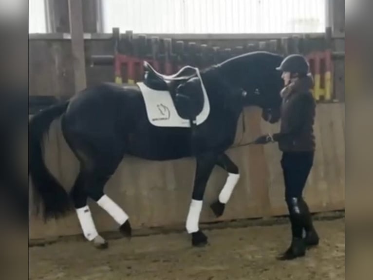 Trakehner Merrie 7 Jaar 167 cm Donkerbruin in Reutlingen