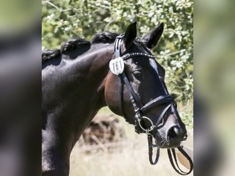 Trakehner Merrie 7 Jaar 167 cm Zwartbruin in Reutlingen