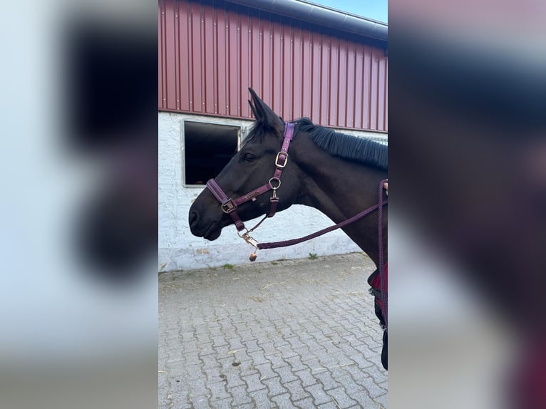 Trakehner Merrie 7 Jaar 168 cm Zwart in Gelnhausen