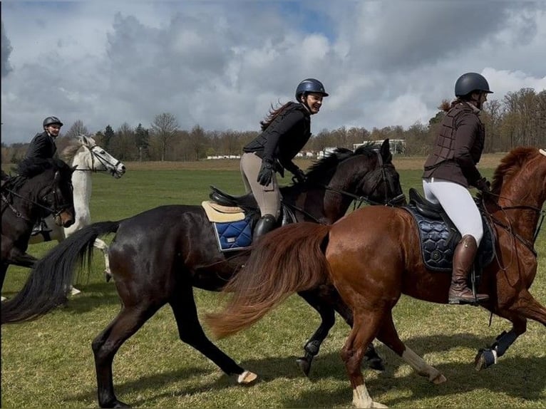 Trakehner Merrie 7 Jaar 168 cm Zwart in Gelnhausen