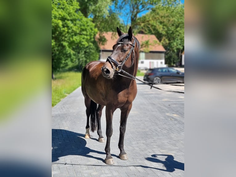Trakehner Merrie 7 Jaar 169 cm Zwartbruin in Brodersby