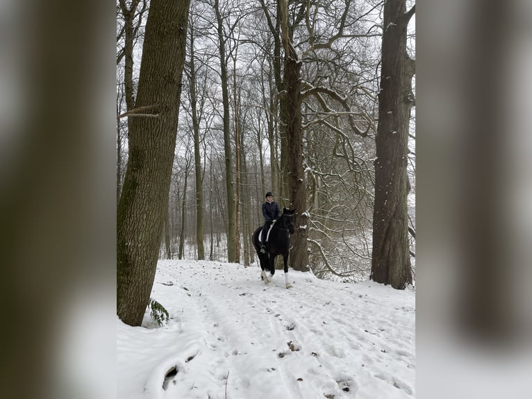 Trakehner Merrie 7 Jaar 170 cm Zwart in Meerlo