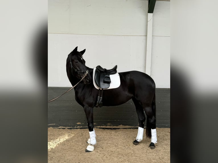 Trakehner Merrie 7 Jaar 170 cm Zwart in Meerlo