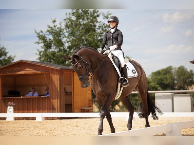 Trakehner Merrie 7 Jaar 173 cm Donkerbruin in Neuendettelsau