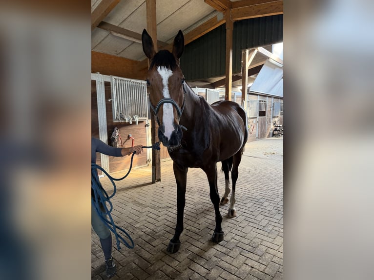 Trakehner Merrie 7 Jaar 175 cm Bruin in Schneverdingen