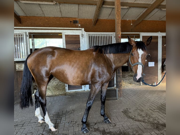 Trakehner Merrie 7 Jaar 175 cm Bruin in Schneverdingen