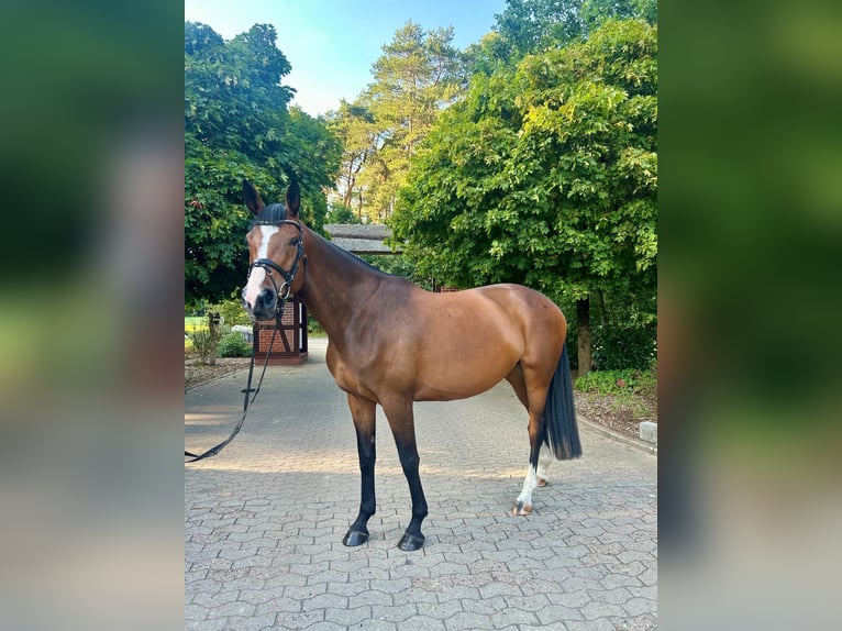 Trakehner Merrie 7 Jaar 175 cm Bruin in Schneverdingen