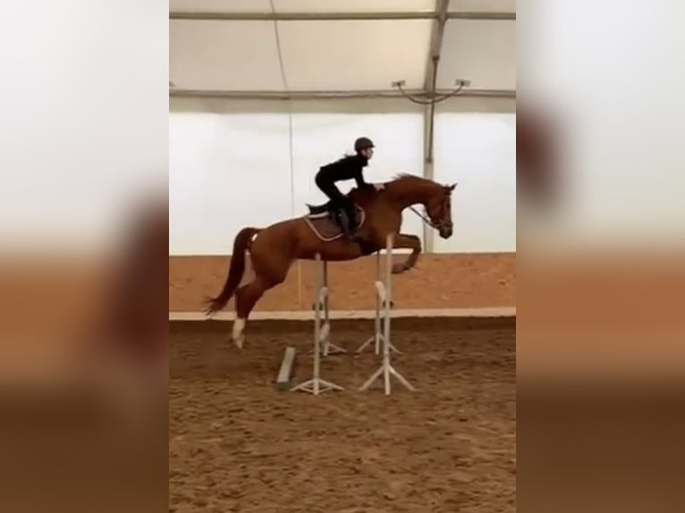 Trakehner Merrie 7 Jaar 175 cm Vos in Sarnowo