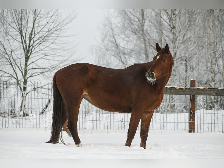 Trakehner Merrie 7 Jaar 175 cm Vos in Sarnowo