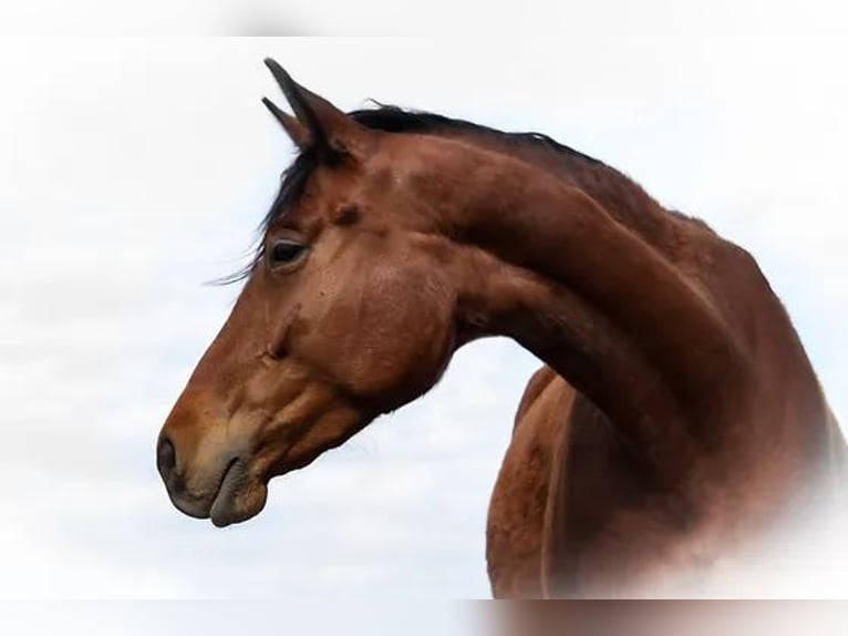 Trakehner Merrie 8 Jaar 165 cm in Aytos
