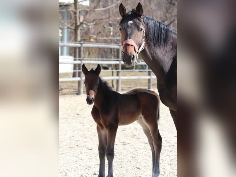 Trakehner Merrie 8 Jaar 167 cm Bruin in Wies