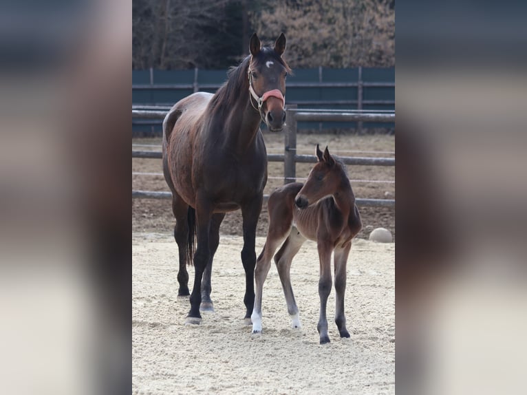 Trakehner Merrie 8 Jaar 167 cm Bruin in Wies