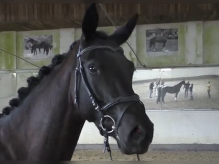 Trakehner Merrie 8 Jaar 167 cm Zwart in Springe