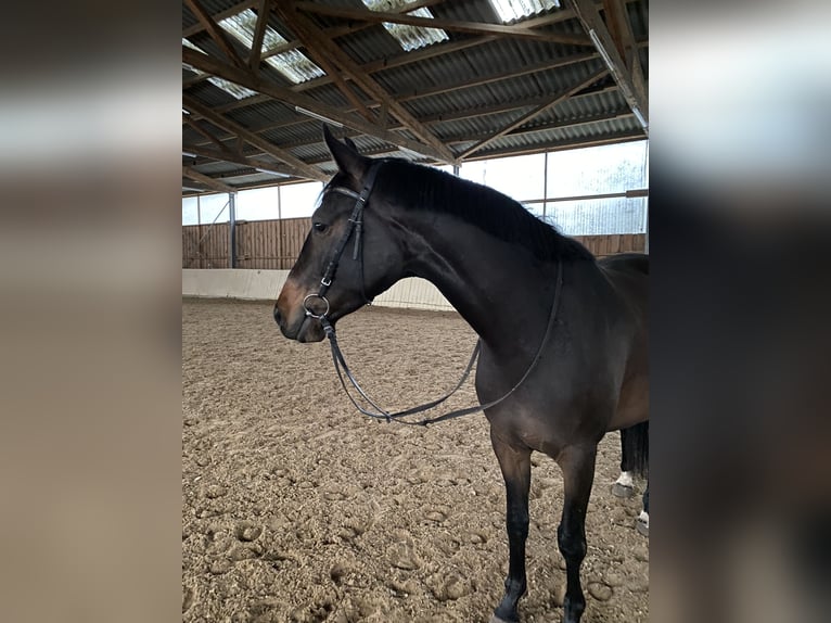 Trakehner Merrie 8 Jaar 168 cm Donkerbruin in Strausberg