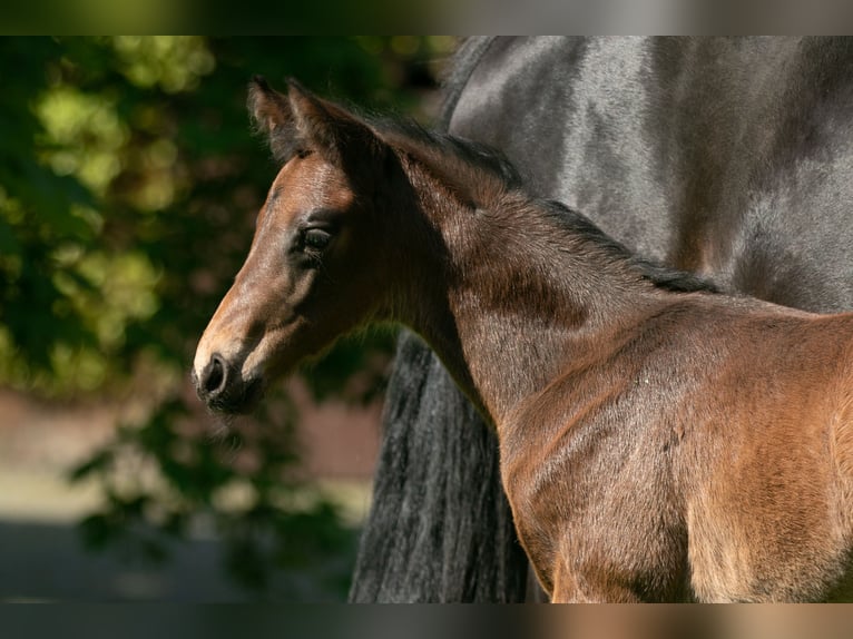 Trakehner Merrie 8 Jaar 168 cm Zwartbruin in Mölme