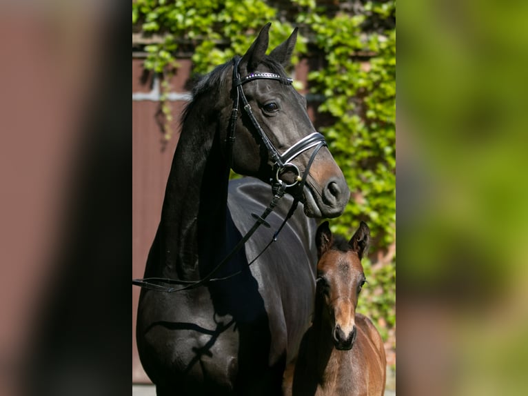 Trakehner Merrie 8 Jaar 168 cm Zwartbruin in Mölme