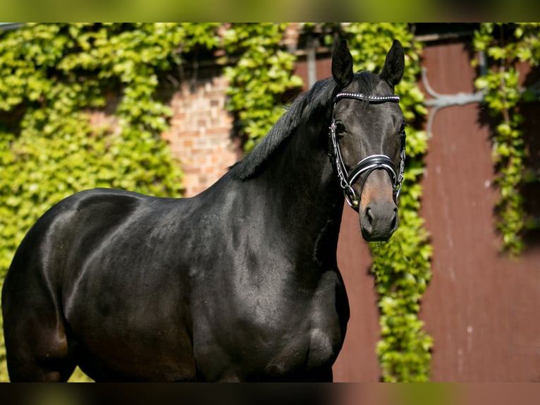 Trakehner Merrie 8 Jaar 168 cm Zwartbruin in Mölme