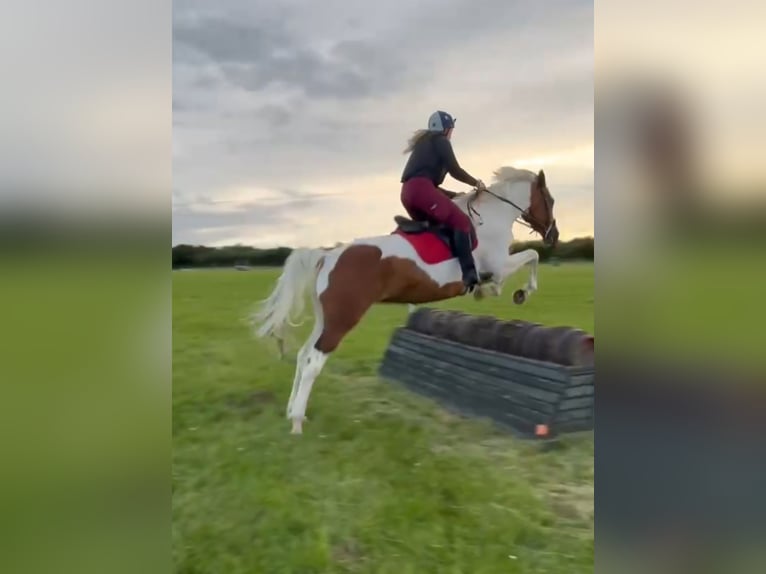 Trakehner Mix Merrie 8 Jaar 170 cm  in Newport