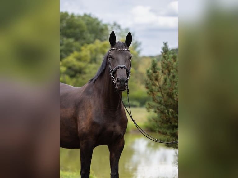 Trakehner Merrie 8 Jaar 170 cm Zwartbruin in Leichlingen