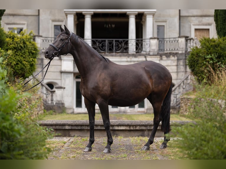 Trakehner Merrie 8 Jaar 170 cm Zwartbruin in Leichlingen
