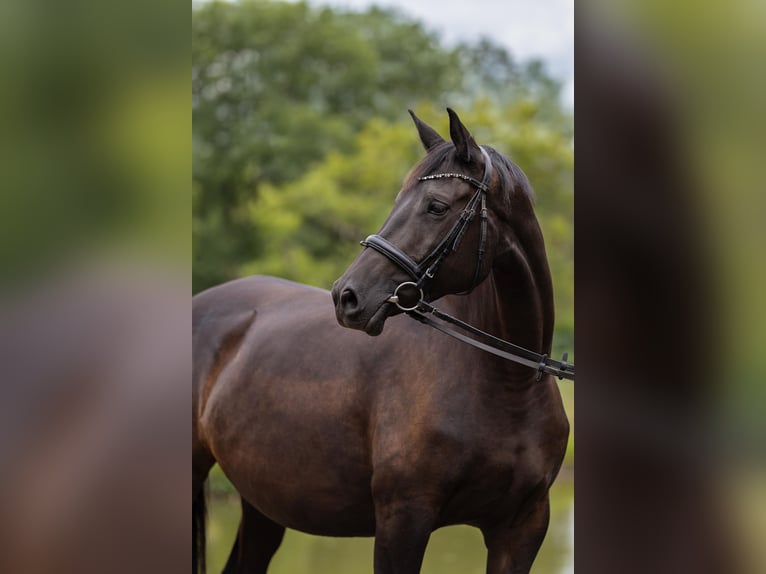 Trakehner Merrie 8 Jaar 170 cm Zwartbruin in Leichlingen