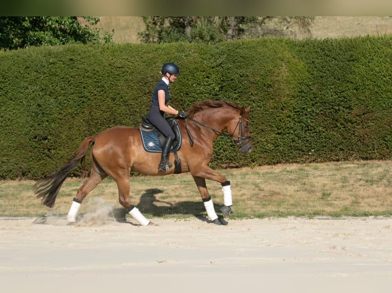 Trakehner Merrie 8 Jaar 171 cm Vos in Wolfhagen