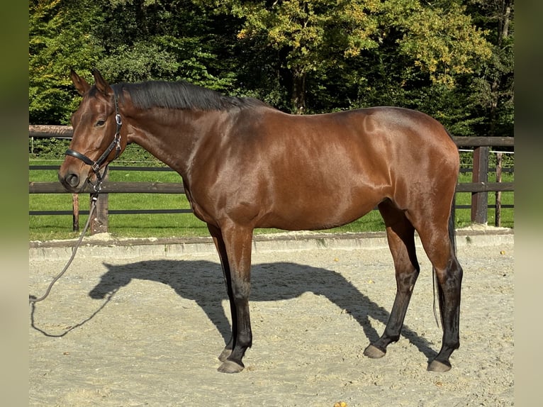 Trakehner Merrie 8 Jaar 172 cm Bruin in Hamburg Volksdorf