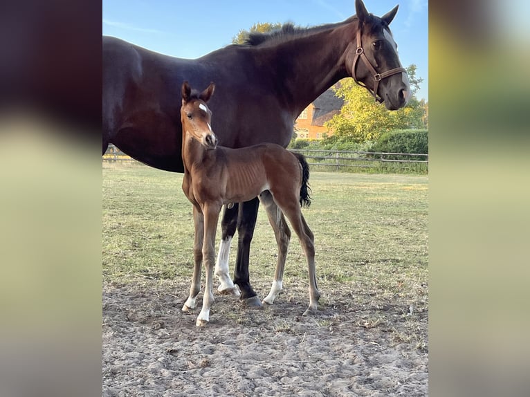 Trakehner Merrie 8 Jaar 173 cm Zwart in Hamburg
