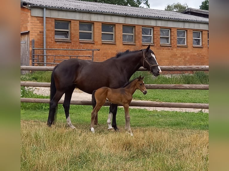 Trakehner Merrie 8 Jaar 173 cm Zwart in Hamburg