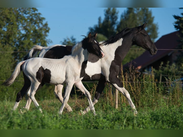 Trakehner Merrie 8 Jaar Gevlekt-paard in Fleischwangen