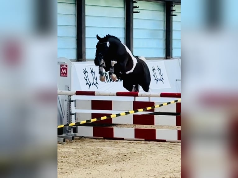 Trakehner Merrie 8 Jaar Gevlekt-paard in Fleischwangen