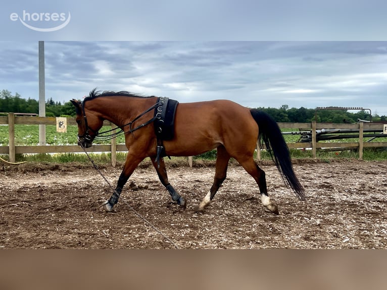 Trakehner Mix Merrie 9 Jaar 155 cm Bruin in Weiterstadt