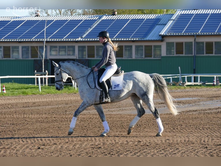 Trakehner Merrie 9 Jaar 160 cm Schimmel in Ganschow