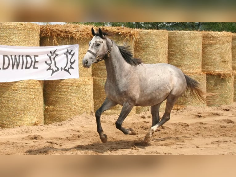Trakehner Merrie 9 Jaar 161 cm Schimmel in Aytos