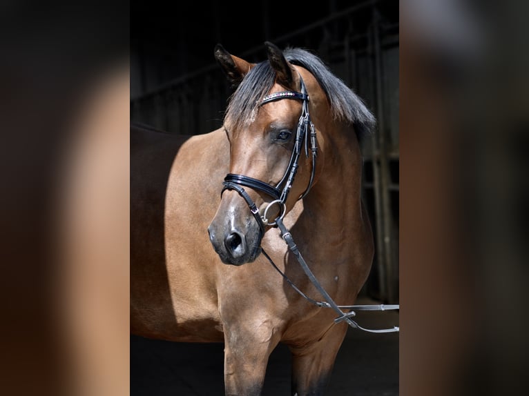 Trakehner Merrie 9 Jaar 162 cm Bruin in Bad Oldesloe