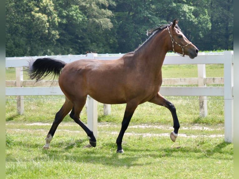 Trakehner Merrie 9 Jaar 162 cm Bruin in Bad Oldesloe