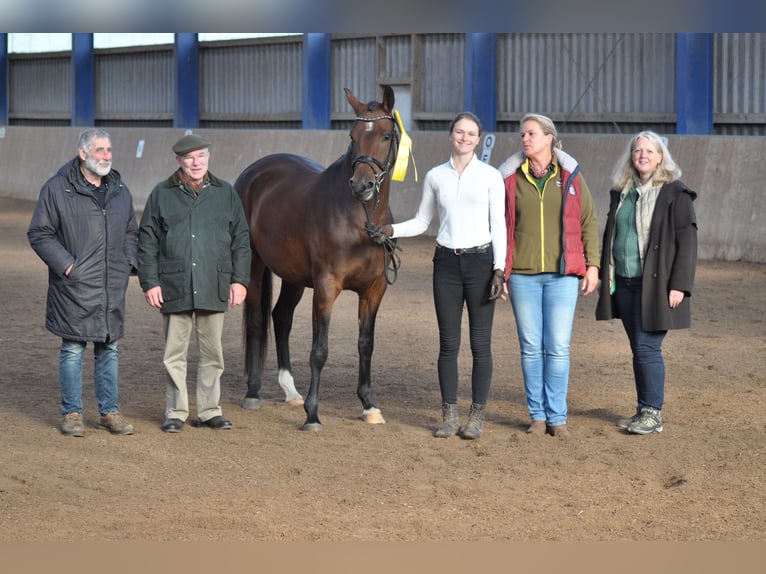 Trakehner Merrie 9 Jaar 162 cm Bruin in Bad Oldesloe