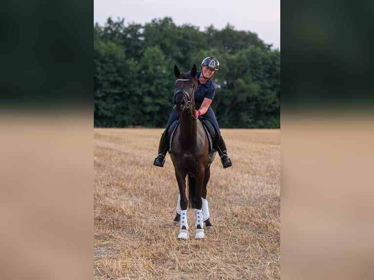 Trakehner Merrie 9 Jaar 162 cm Zwart in Hohenlockstedt