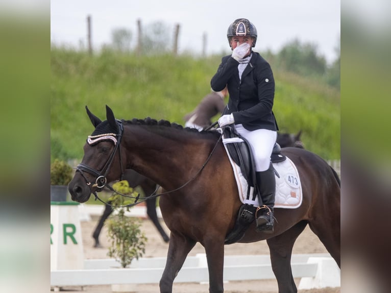 Trakehner Merrie 9 Jaar 162 cm Zwart in Hohenlockstedt