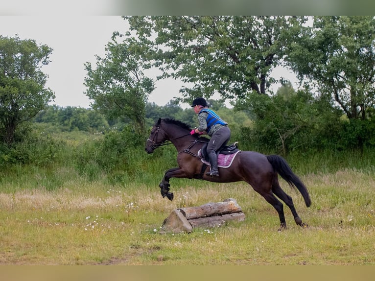 Trakehner Merrie 9 Jaar 162 cm Zwart in Hohenlockstedt