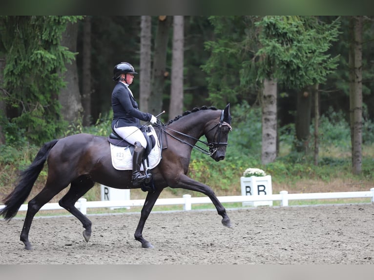 Trakehner Merrie 9 Jaar 162 cm Zwart in Hohenlockstedt