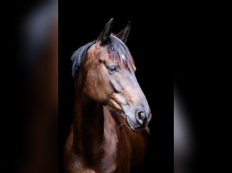 Trakehner Merrie 9 Jaar 162 cm Zwart in Hohenlockstedt