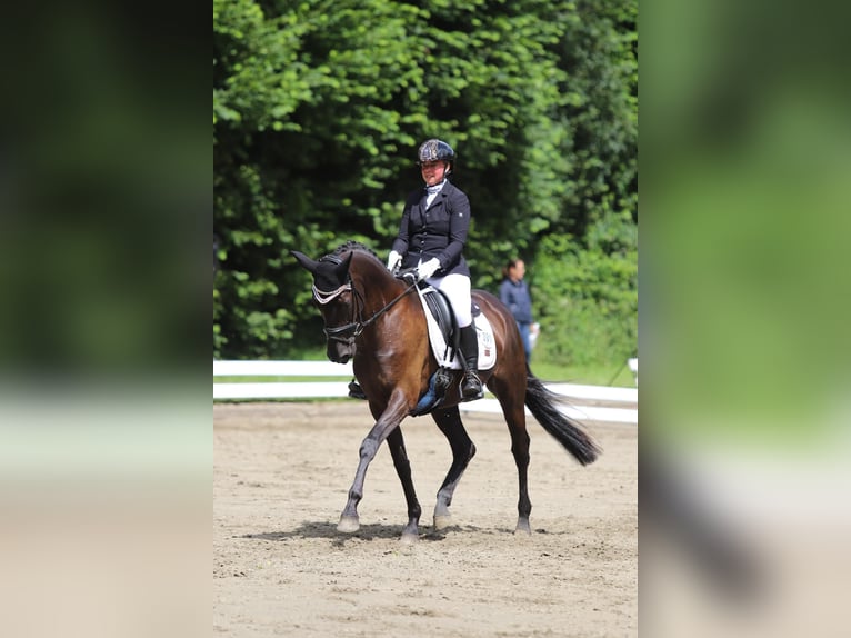 Trakehner Merrie 9 Jaar 162 cm Zwart in Hohenlockstedt