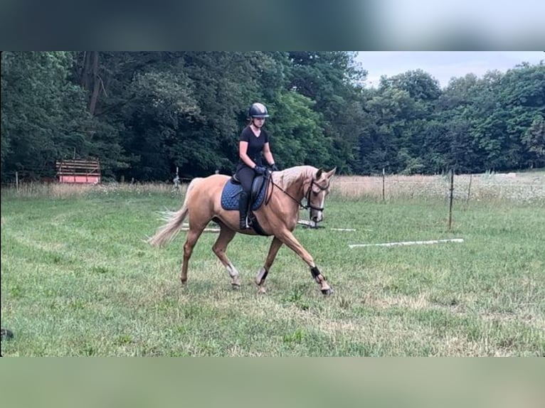 Trakehner Mix Merrie 9 Jaar 163 cm Palomino in Rathenow