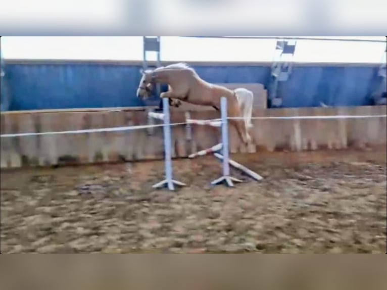 Trakehner Mix Merrie 9 Jaar 163 cm Palomino in Rathenow