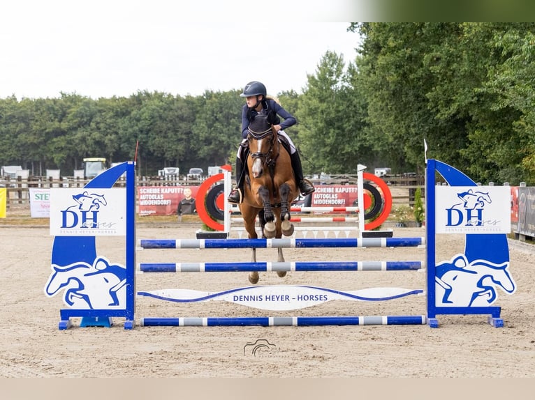 Trakehner Merrie 9 Jaar 165 cm Bruin in Großenkneten