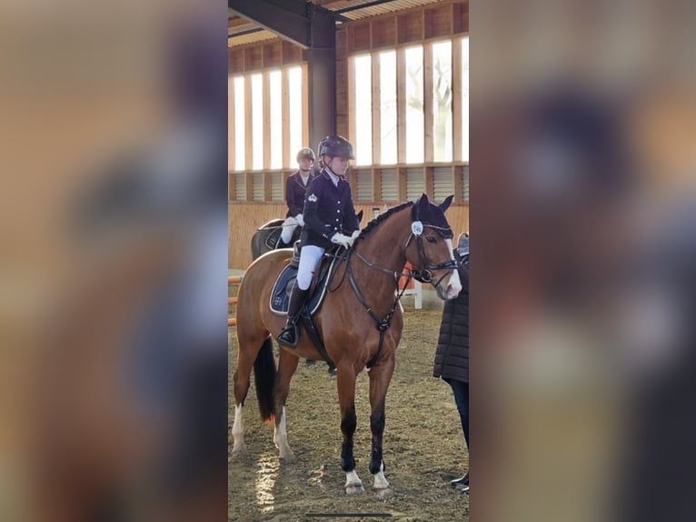 Trakehner Merrie 9 Jaar 165 cm Bruin in Großenkneten