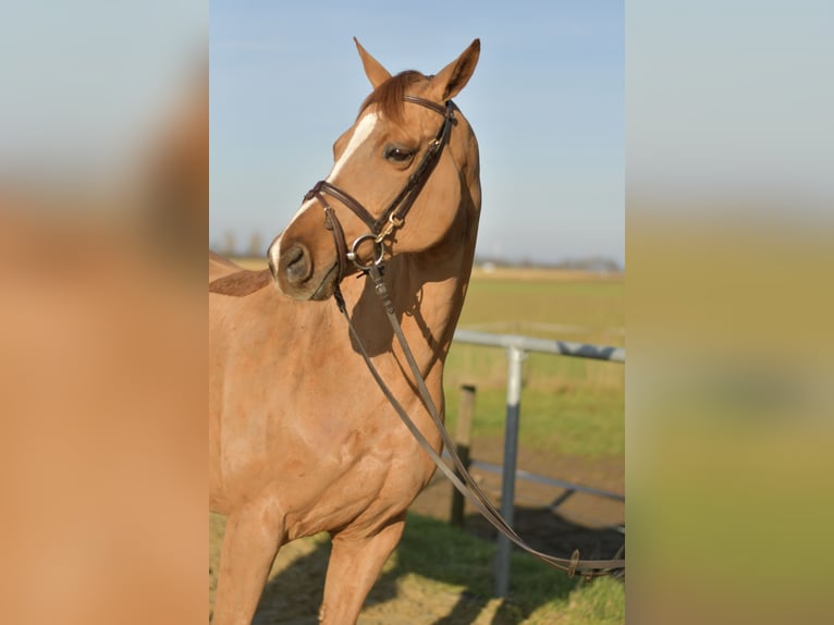 Trakehner Merrie 9 Jaar 165 cm Vos in Geilenkirchen